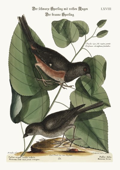 The Towhe Bird. The Cowpen Bird by Mark Catesby